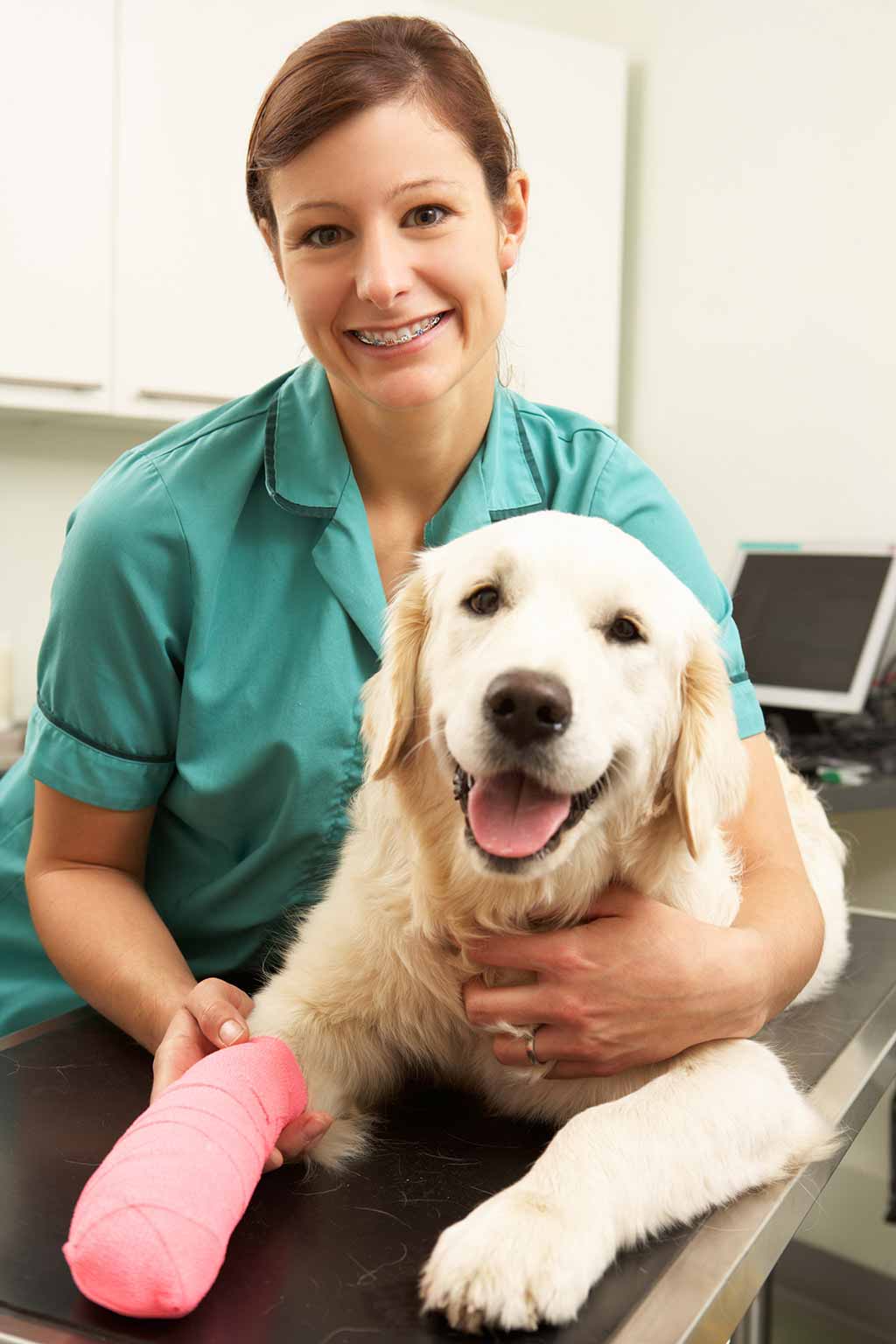 pet insurance value - vet treating dog