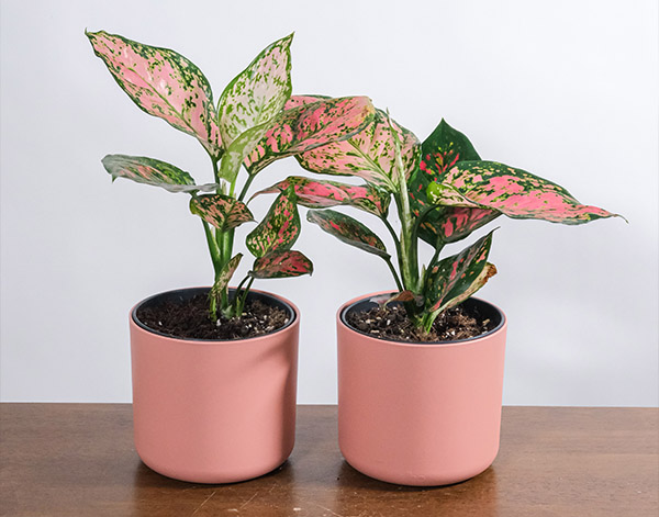 Aglaonema