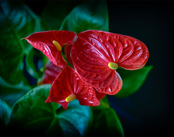 Anthurium