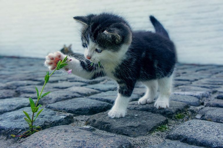 Toxic Flowers & Plants For Cats