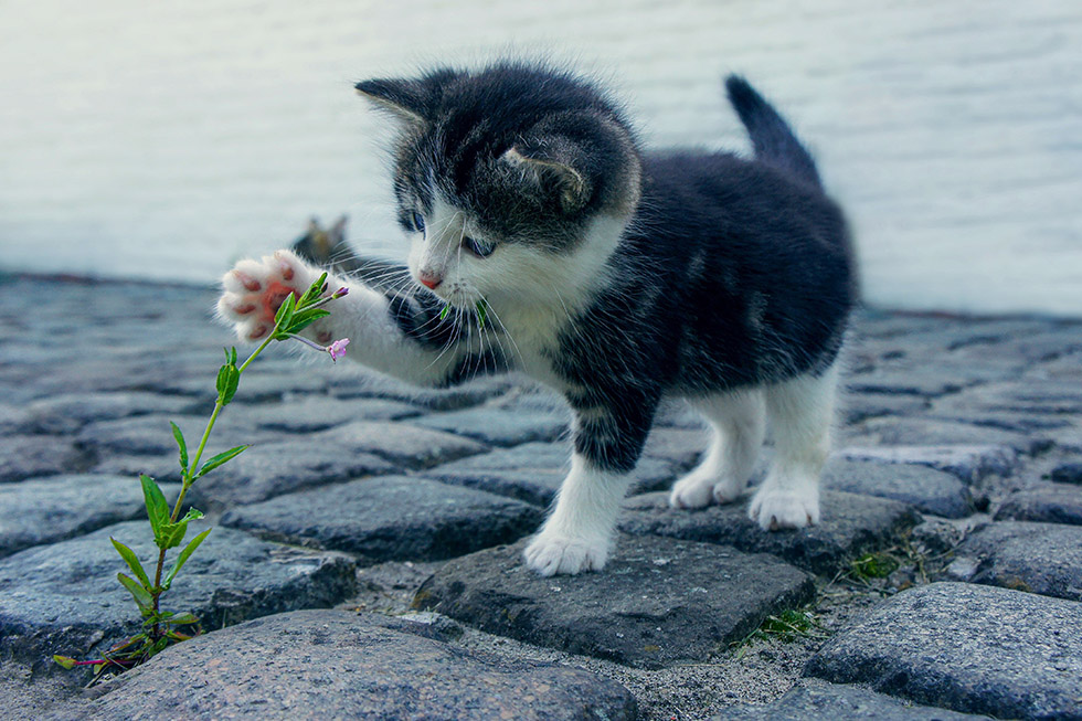 Toxic flowers cats