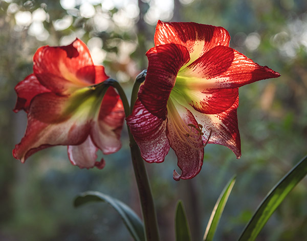 amaryllis