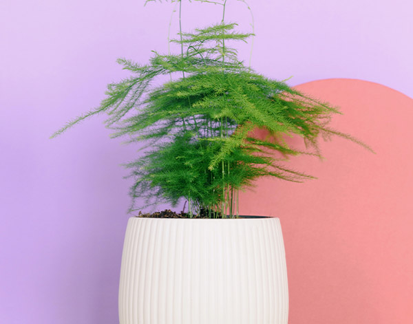 asparagus fern