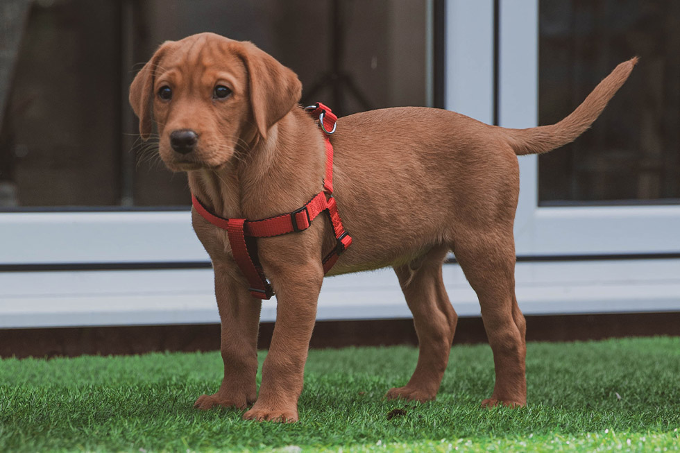 comfortable dog harness