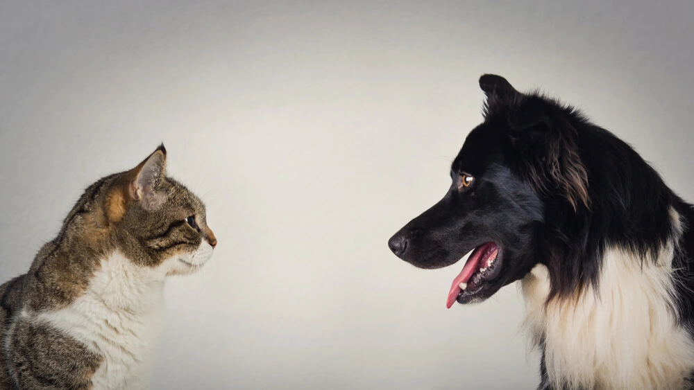 Cats Vs Dogs The Eternal Battle