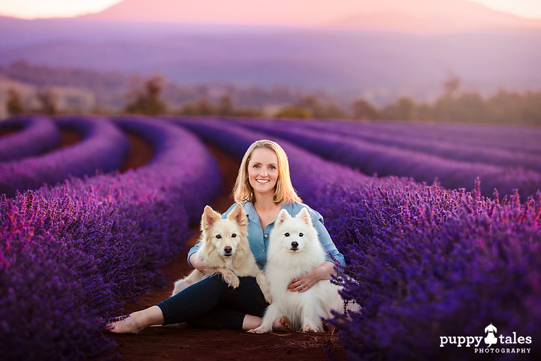 puppytalesphotography Bridestowe Lavender Estate TAS