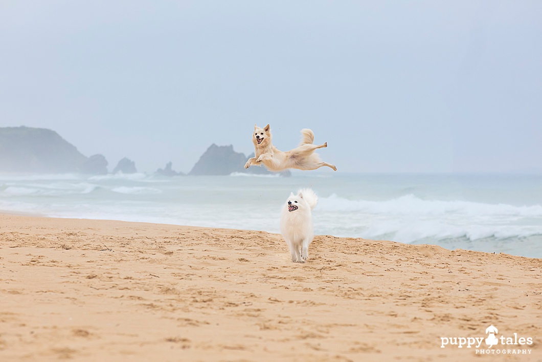 puppytalesphotography Camel Rock Bermagui,NSW