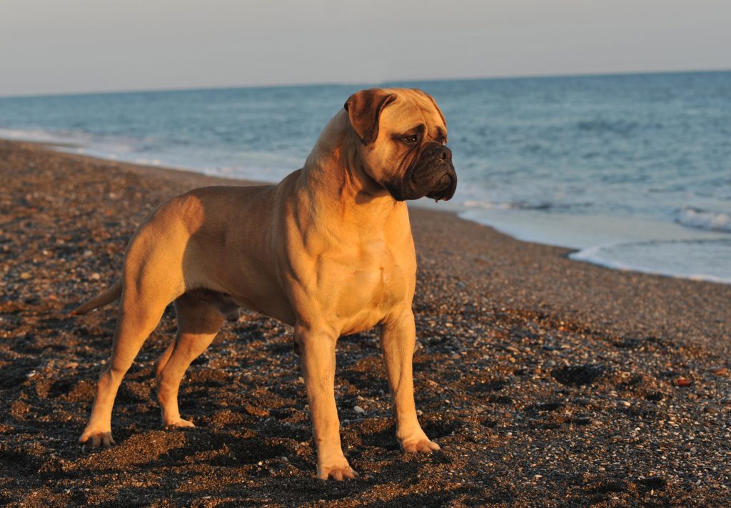 Bullmastiff by the beach