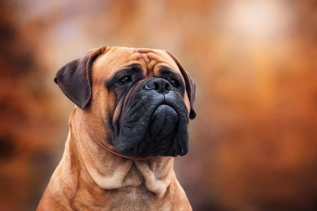 Bullmastiff close up