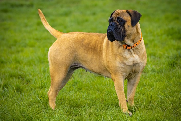 Bullmastiff in the park