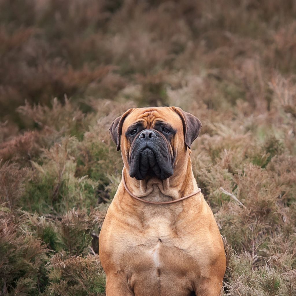 Bullmastiff in the woods mobile