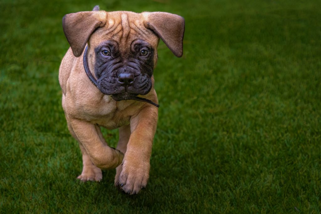 Bullmastiff puppy