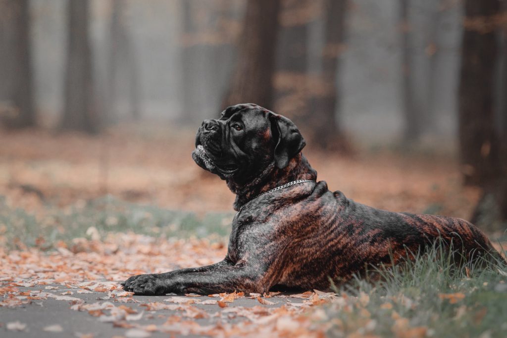 Bullmastiff relaxing