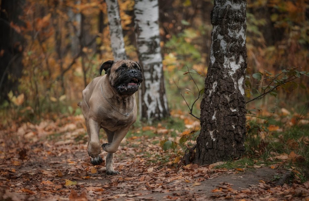 Bullmastiff running