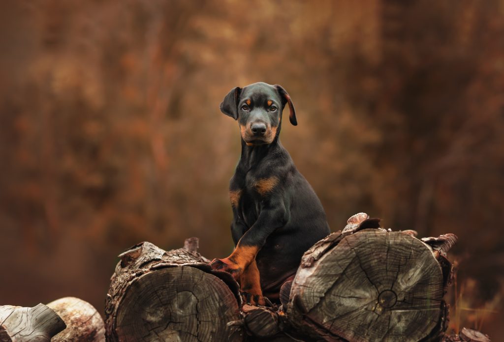 Doberman puppy