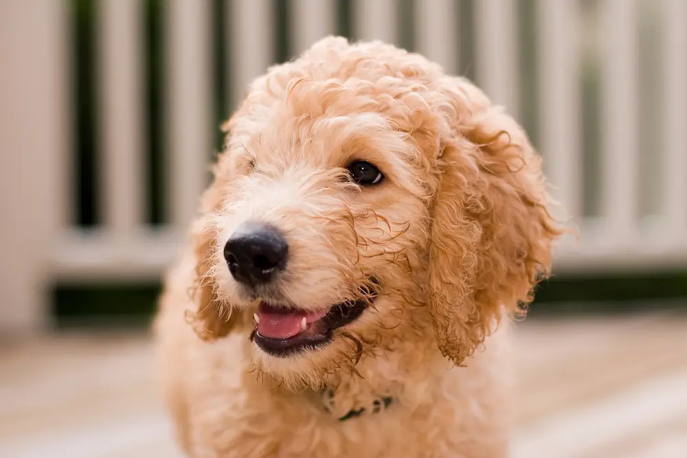 The 12 Fluffiest Dogs Ever