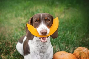 Pumpkin can help settle a dogs upset tummy min