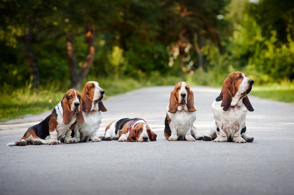 a bunch of basset hounds
