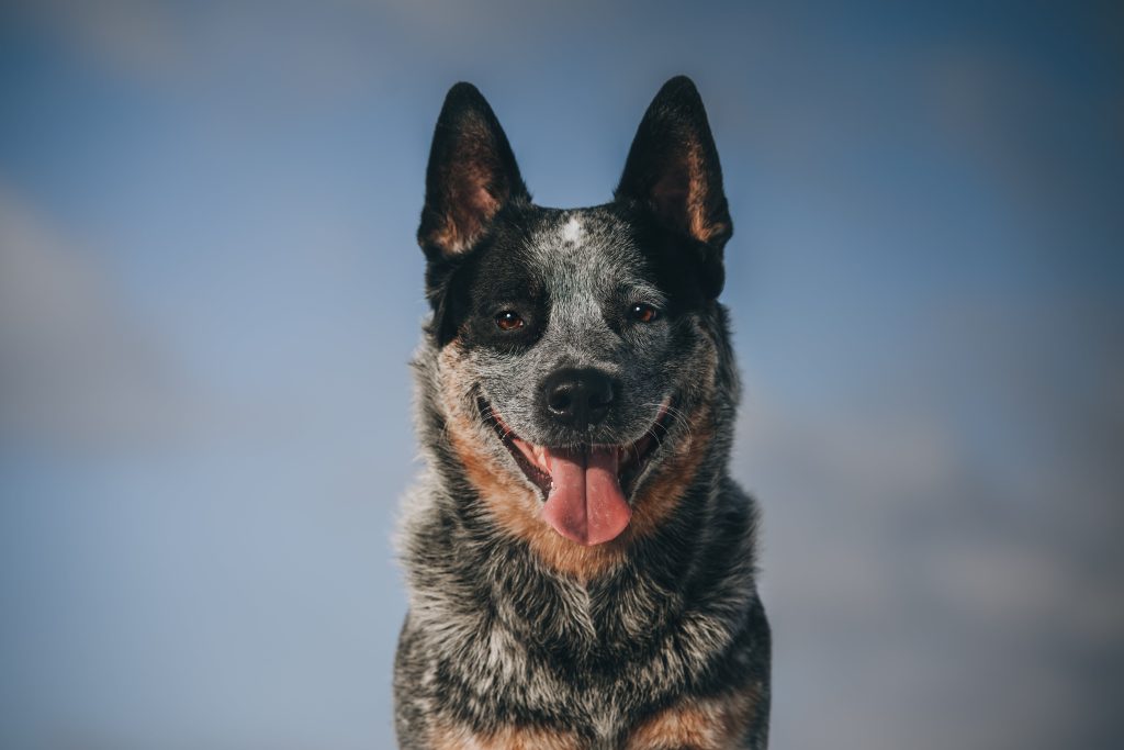 australian cattle dog close up