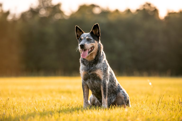 australian cattle dog portrait