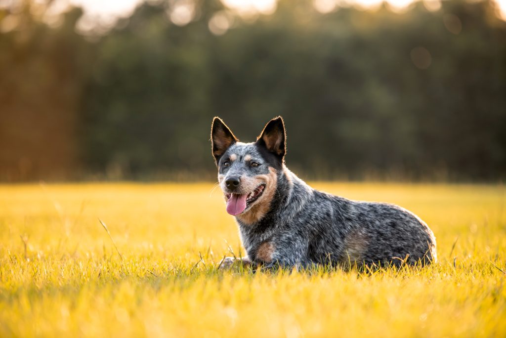 australian cattle dog relaxing