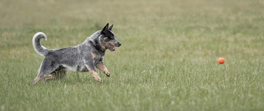 australian cattle dog running