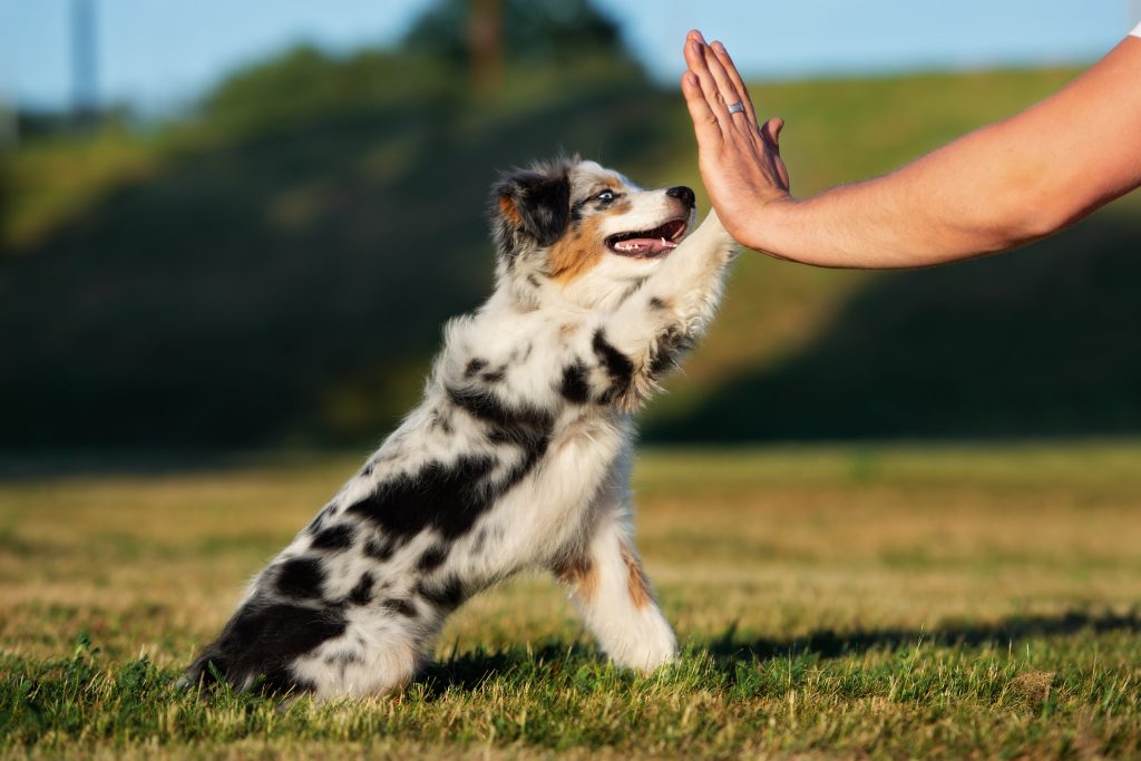 australian shepherd giving high five