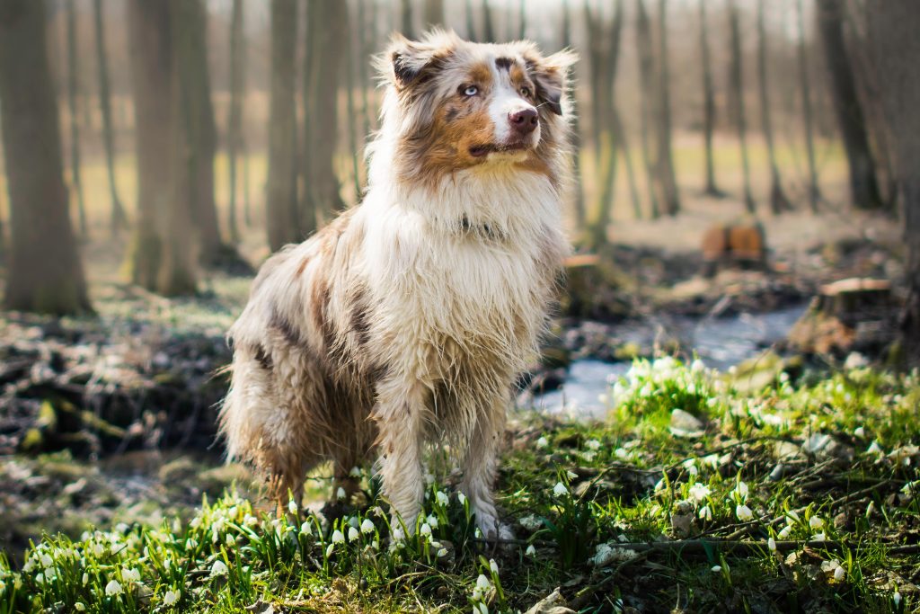 australian shepherd in the woods