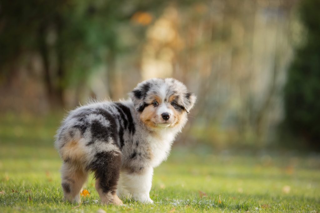 australian shepherd puppy