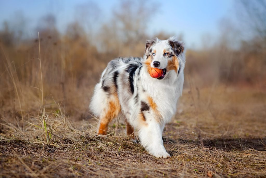 australian shepherd with a ball