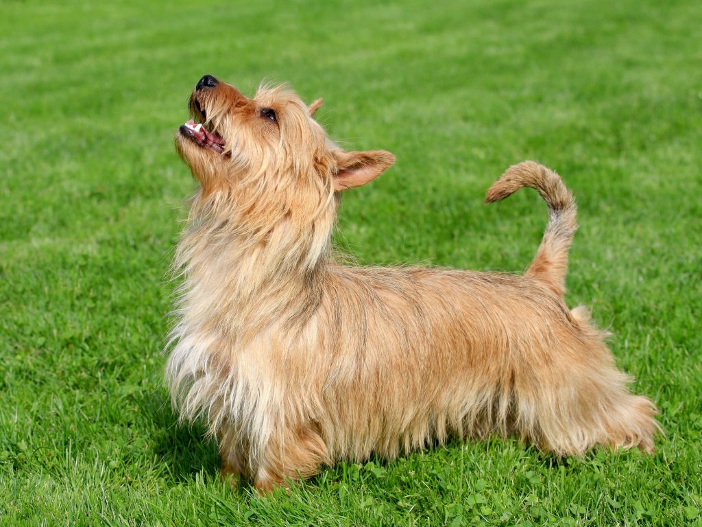 australian silky terrier cute