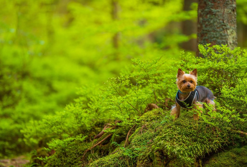 australian silky terrier in the bush