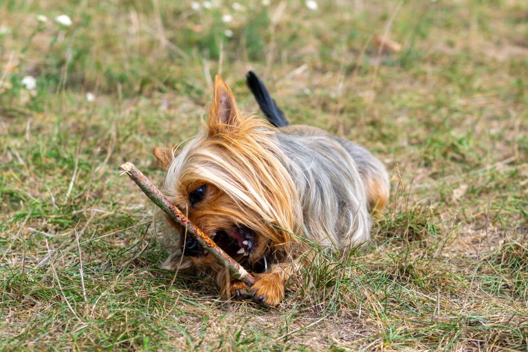australian silky terrier playing with stick