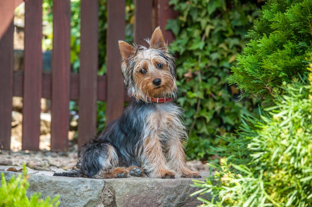 australian silky terrier potrait