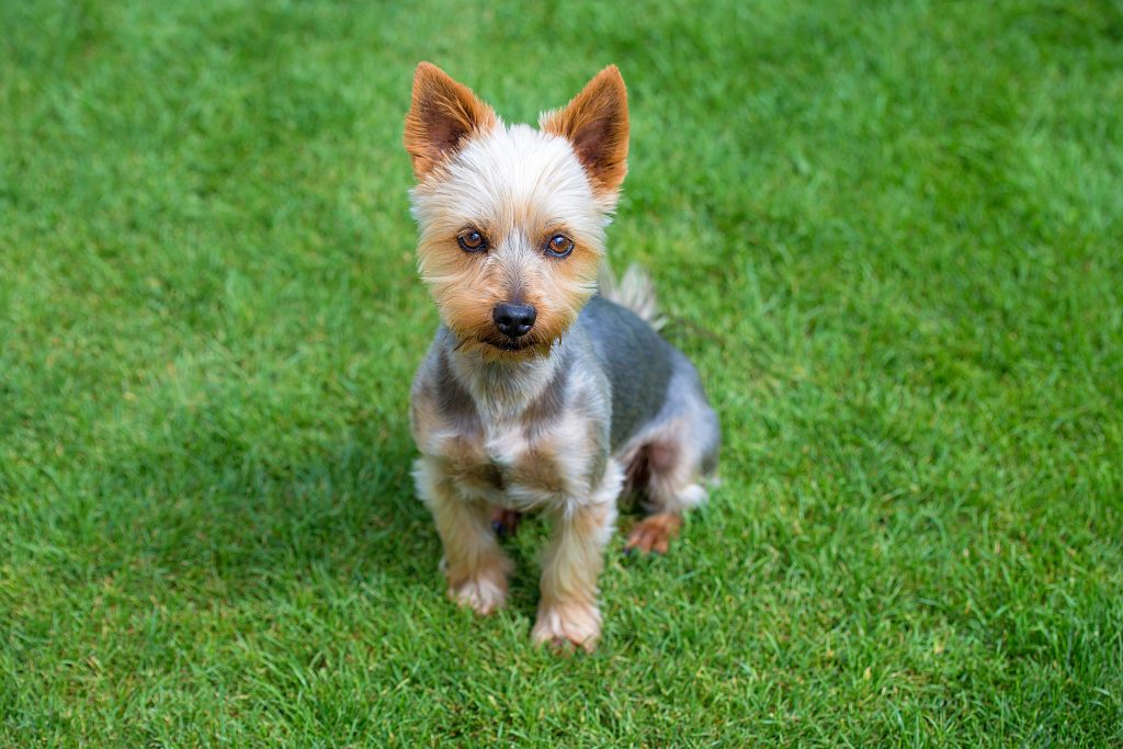 australian silky terrier puppy