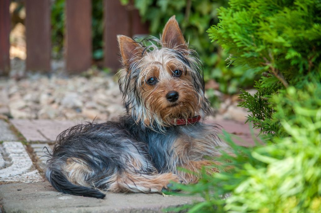 australian silky terrier relaxing