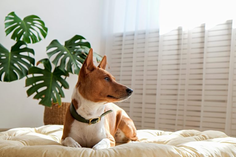 basenji on the bed