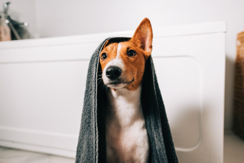 basenji under the towel