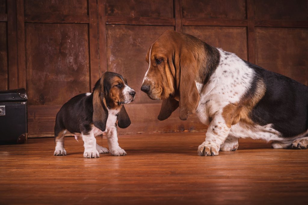 basset hound mom and baby