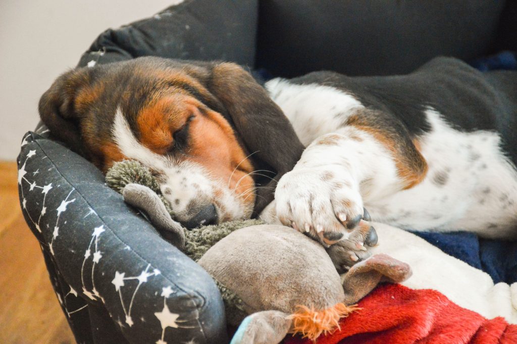 basset hound puppy sleeping