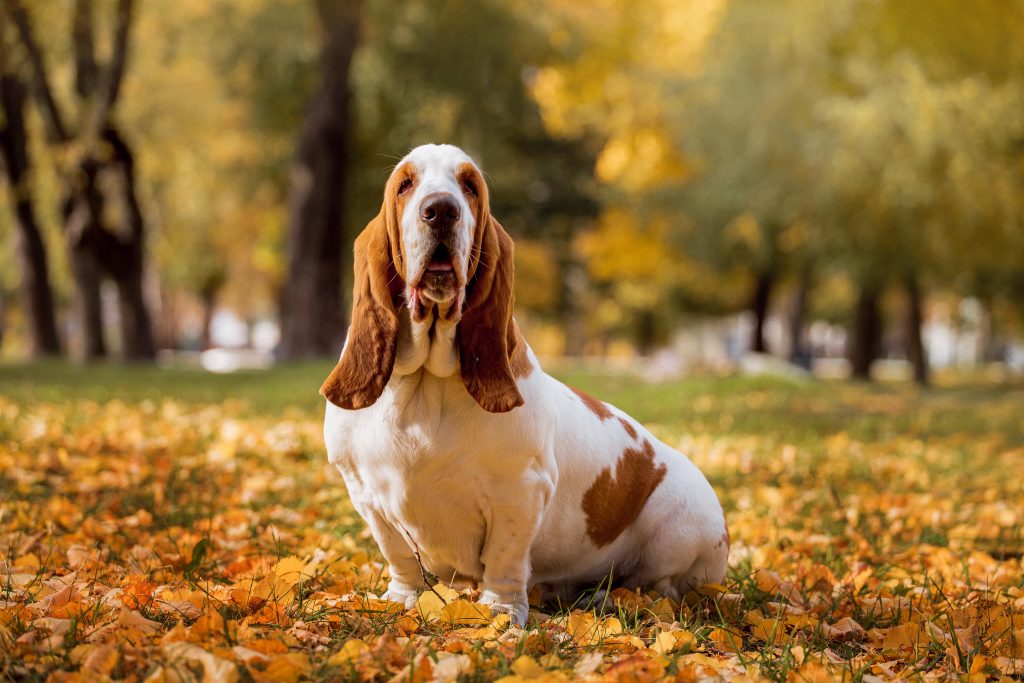 basset hound solo