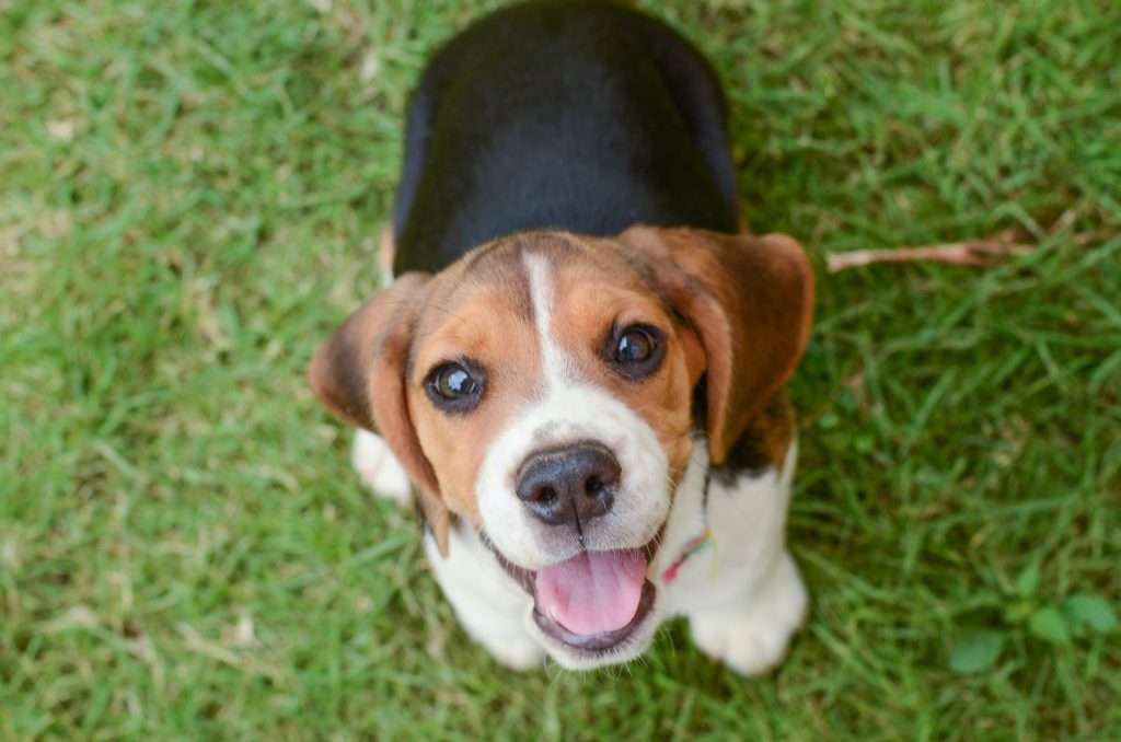 beagle looking up