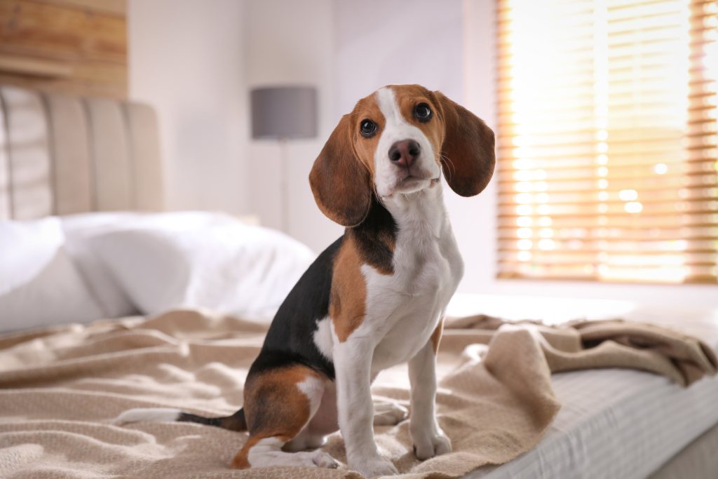 beagle on the bed