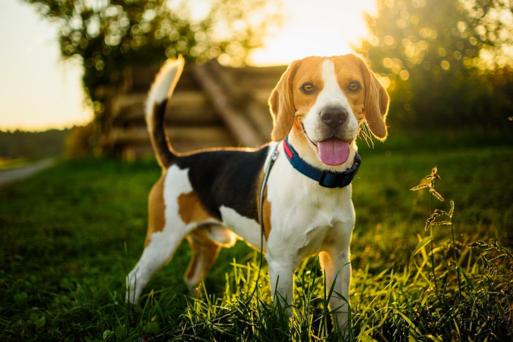 beagle potrait