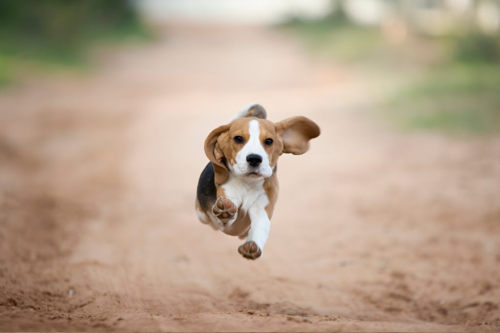 beagle running