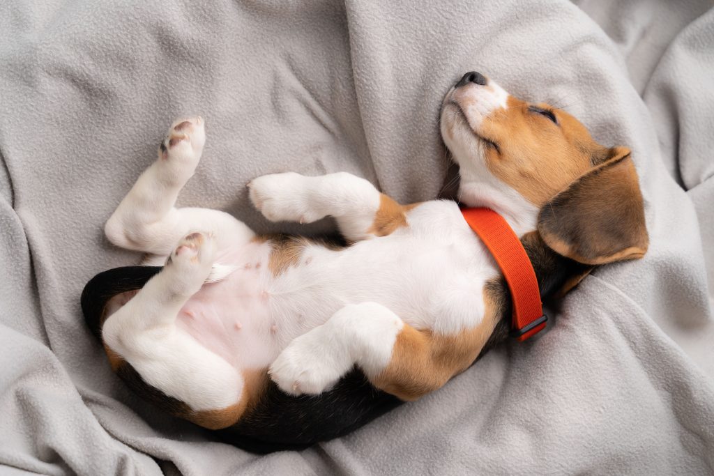 beagle sleeping