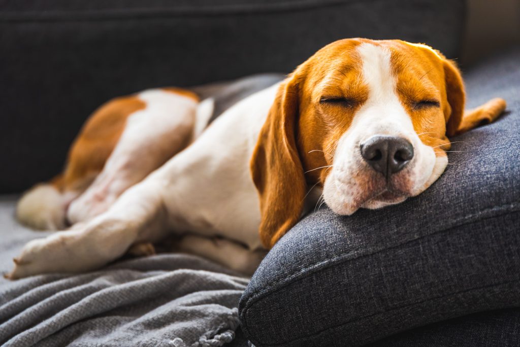 beagle snoozing