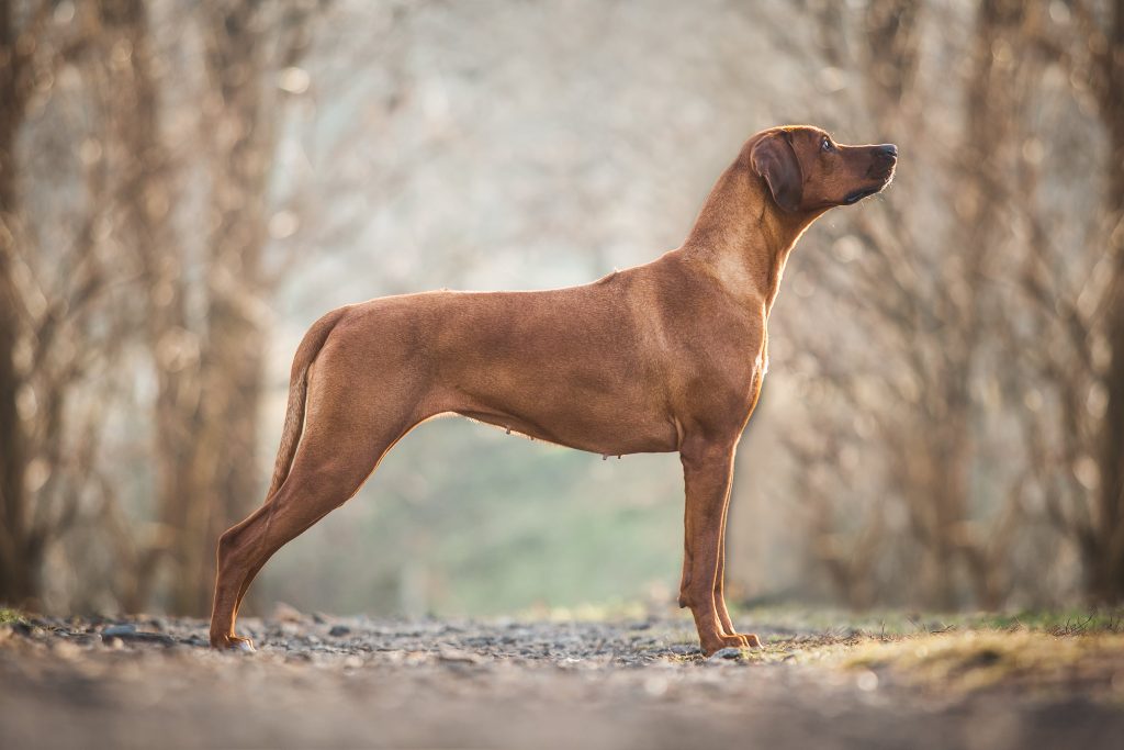 beautiful rhodesian ridgeback