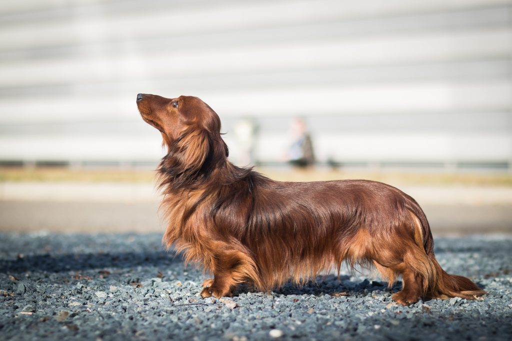 beautiful long haired dachshund