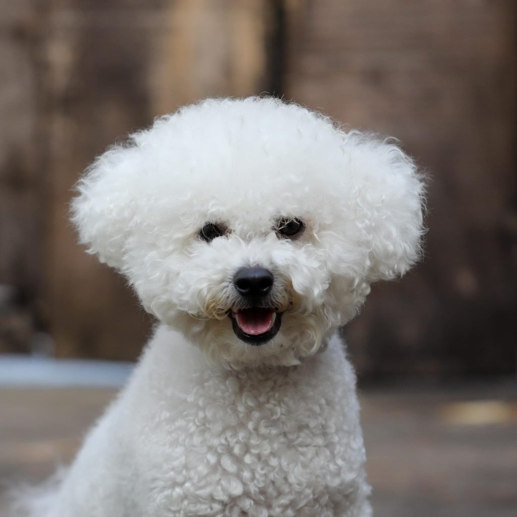 bichon frise main image 2 mobile